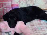 Продам щенков лабрадора ретривера, фотография 5