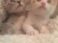 Котята в добрые руки, фотография 4