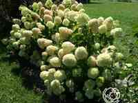 Гортензия литтл лайм