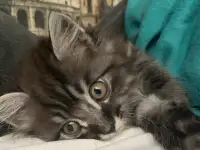 Отдам котенка в хорошие руки бесплатно., фотография 3