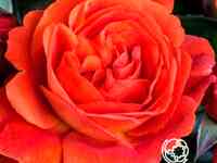 Роза монинг сан, тантау