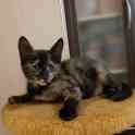 котенок срочно ищет дом, фотография 2
