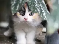 Очаровательные котята - в добрые руки