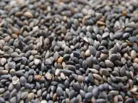 Семена сосны обыкновенной, фотография 2