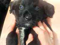 Отдам щенят, фотография 11