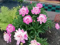 Продам дачу остановка поворотная, фотография 3