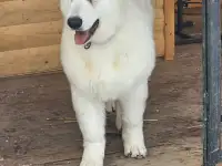 Продам Собак Породы Белая Швейцарская овчарка, фотография 4