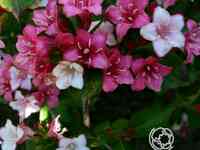 Вейгела карнавал