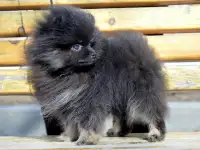 Щенки померанского шпица, фотография 7