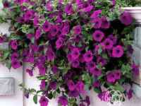 Семена Петуния Опера Суприм Парпл F1