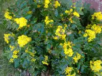 Ягодные кустарники: малина клубника смородина ежемалина,еживика,жимолость, фотография 4