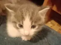 Отдам котят в хорошие добрые руки., фотография 2