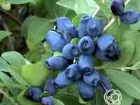 Жимолость Амфора