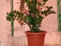 Цветок Замиокулькас Замиа, фотография 2