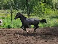 Продам лошадей Орловской породы в Усть - Каменогорске, фотография 8