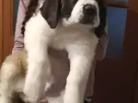 СЕНБЕРНАРЩЕНКИПРОДАЖА, фотография 11