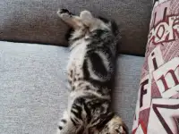 Продаются Шотландские котята, фотография 4