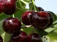 Вишня путинка