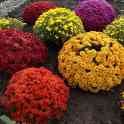 Продажа хризантема, фотография 2