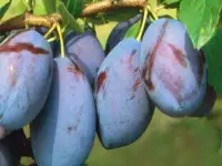 продаю лилию Марлен, кипрей, многолетние цветы, малину, вишню, сливу и др., фотография 10