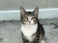 Бесплатно котята! Британец и бенгальская порода, фотография 8