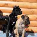 Щенки Бульмастифа, фотография 4