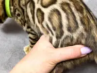 Бенгальские котята., фотография 2