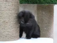 Продам красивых котят шотландской вислоухой породы, фотография 3