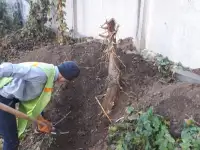 Спил сруб деревьев, фотография 5