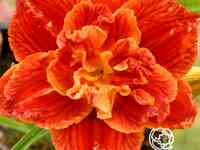 Лилейник паприка флэйм