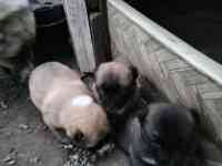 Продам щенков алабая, фотография 3