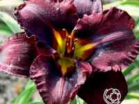 Лилейник блэк стокингс