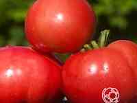 Семена Томат Василина 20 шт