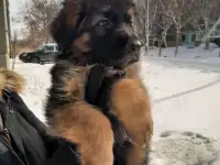 Щенки немецкой длинношерстной овчарки, фотография 6