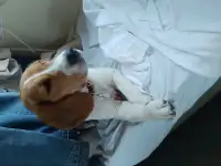 Бигль девочка 7,5 месяцев, фотография 5