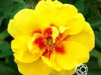 Роза айконик, топалович