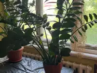 Продаю комнатные растения, фотография 4