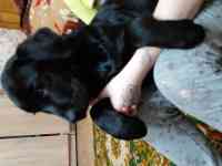 Продам щенков лабрадора ретривера, фотография 2