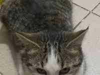 Котята ищут хорошие добрые руки, фотография 3