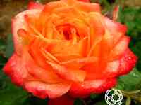 Роза мамбо флорибунда, топалович