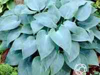 Хоста Кандиан Блу (SM)