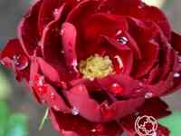 Роза абендглют флорибунда, топалович