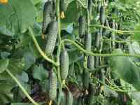 Рассада огурцов