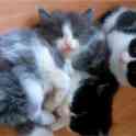 Котята даром, фотография 2