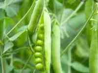 Семена кормового гороха 