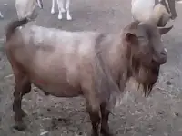 Продам стадо коз 82 головы, фотография 4