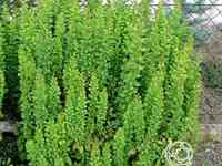 Барбарис эректа