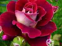 Роза аллилуйя чайно-гибридная, топалович