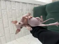 Продам котенка донского сфинкс, фотография 4