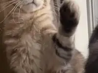 Котята мейн кун из питомника, фотография 4